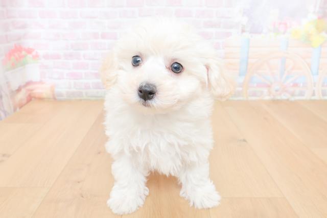 千葉県のビションフリーゼ (Coo&RIKU八街店/2026年1月29日生まれ/女の子/ホワイト)の子犬の1枚目の画像