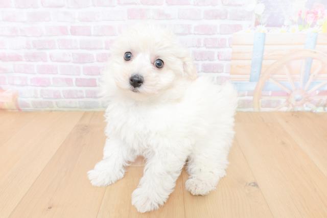 千葉県のビションフリーゼ (Coo&RIKU八街店/2026年1月29日生まれ/女の子/ホワイト)の子犬の2枚目の画像