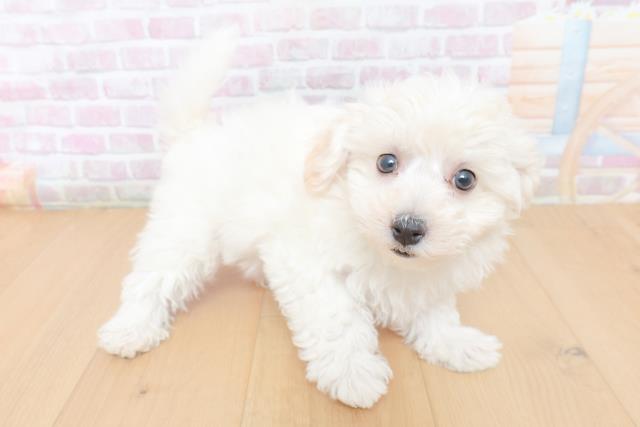 千葉県のビションフリーゼ (Coo&RIKU八街店/2026年1月29日生まれ/女の子/ホワイト)の子犬の3枚目の画像