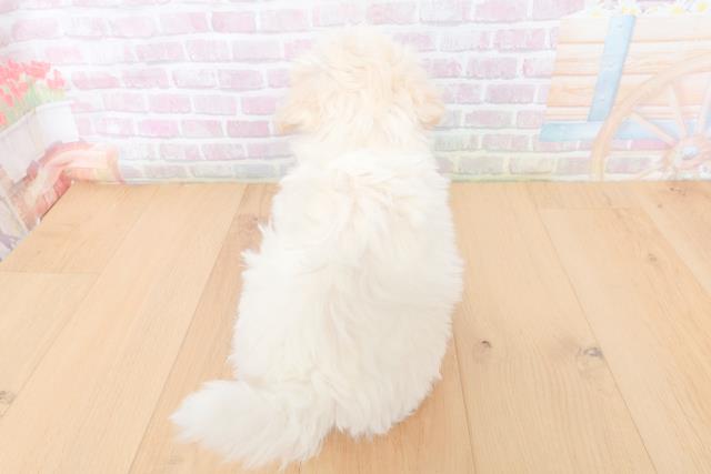 千葉県のビションフリーゼ (Coo&RIKU八街店/2026年1月29日生まれ/女の子/ホワイト)の子犬の4枚目の画像