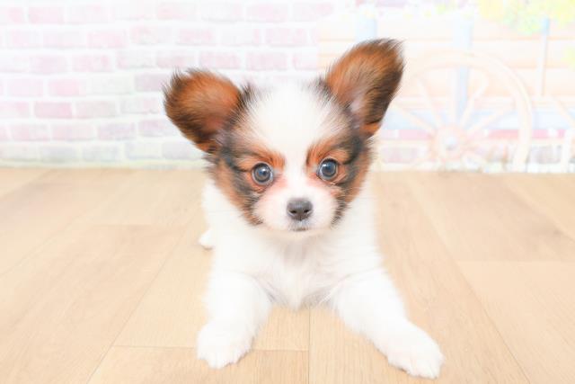 宮城県のパピヨン (Coo&RIKU仙台太白店/2026年1月29日生まれ/女の子/ホワイトブラウン)の子犬の1枚目の画像