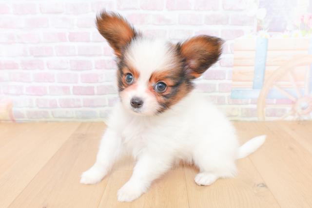 宮城県のパピヨン (Coo&RIKU仙台太白店/2026年1月29日生まれ/女の子/ホワイトブラウン)の子犬の2枚目の画像