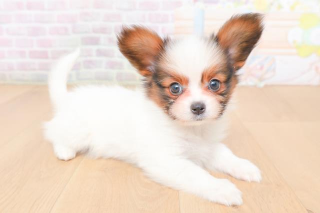 宮城県のパピヨン (Coo&RIKU仙台太白店/2026年1月29日生まれ/女の子/ホワイトブラウン)の子犬の3枚目の画像