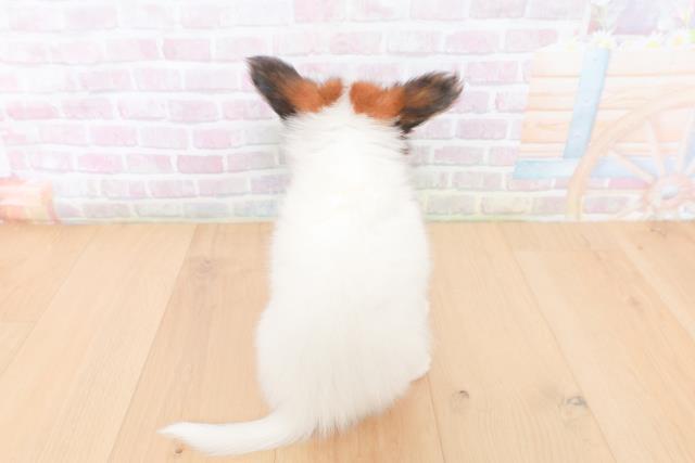 宮城県のパピヨン (Coo&RIKU仙台太白店/2026年1月29日生まれ/女の子/ホワイトブラウン)の子犬の4枚目の画像