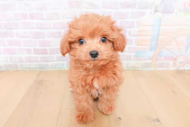 福島県のハーフ犬・ミックス犬 (Coo&RIKU郡山店/2026年1月30日生まれ/男の子/レッド)の子犬の1枚目の画像