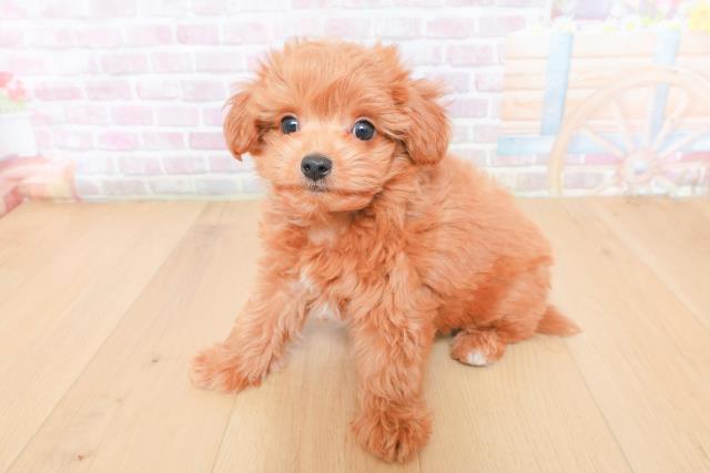 福島県のハーフ犬・ミックス犬 (Coo&RIKU郡山店/2026年1月30日生まれ/男の子/レッド)の子犬の2枚目の画像