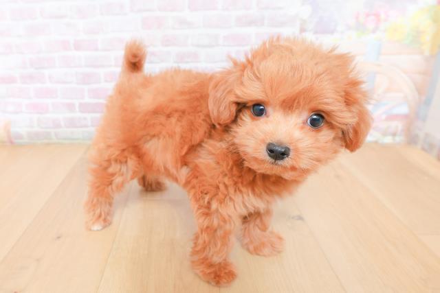 福島県のハーフ犬・ミックス犬 (Coo&RIKU郡山店/2026年1月30日生まれ/男の子/レッド)の子犬の3枚目の画像