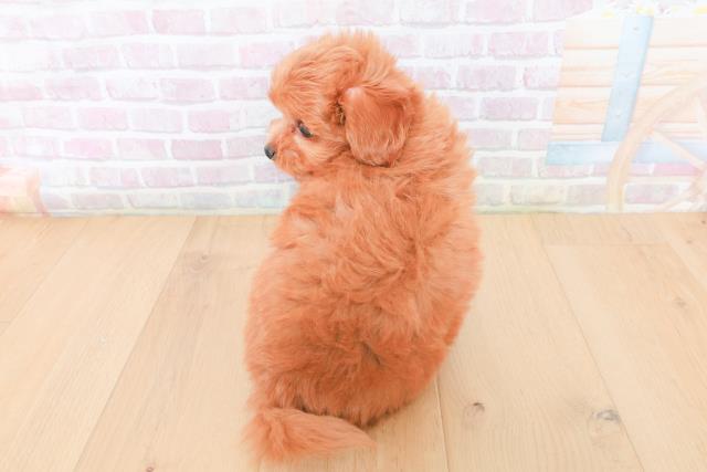 福島県のハーフ犬・ミックス犬 (Coo&RIKU郡山店/2026年1月30日生まれ/男の子/レッド)の子犬の4枚目の画像