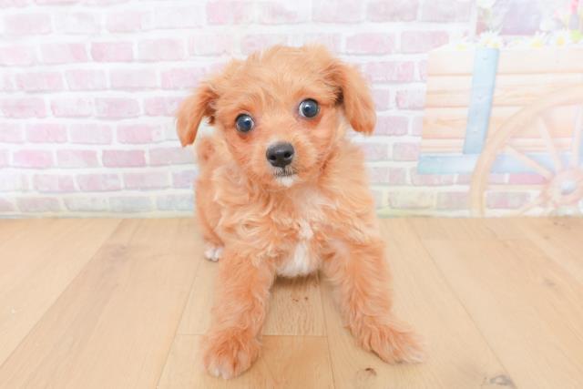 福島県のハーフ犬・ミックス犬 (Coo&RIKU福島店/2026年1月30日生まれ/男の子/クリーム)の子犬の1枚目の画像