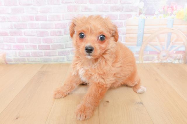 福島県のハーフ犬・ミックス犬 (Coo&RIKU福島店/2026年1月30日生まれ/男の子/クリーム)の子犬の2枚目の画像