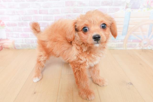 福島県のハーフ犬・ミックス犬 (Coo&RIKU福島店/2026年1月30日生まれ/男の子/クリーム)の子犬の3枚目の画像