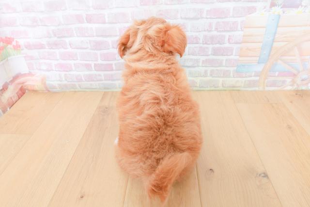 福島県のハーフ犬・ミックス犬 (Coo&RIKU福島店/2026年1月30日生まれ/男の子/クリーム)の子犬の4枚目の画像