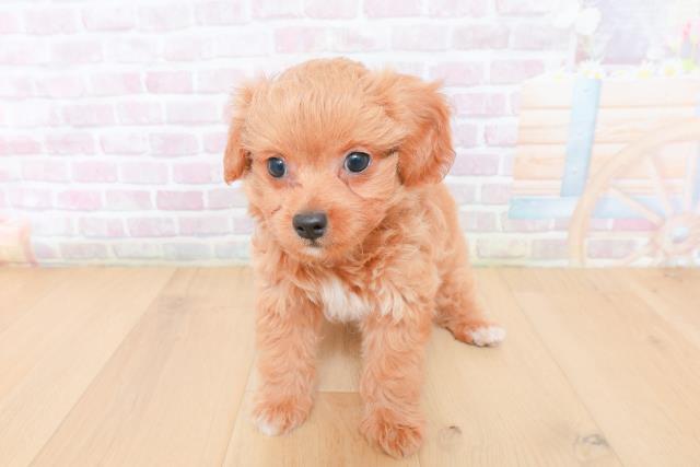 宮城県のハーフ犬・ミックス犬 (Coo&RIKU仙台太白店/2026年1月30日生まれ/男の子/クリーム)の子犬の1枚目の画像