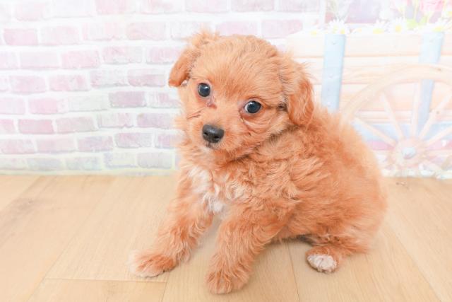 宮城県のハーフ犬・ミックス犬 (Coo&RIKU仙台太白店/2026年1月30日生まれ/男の子/クリーム)の子犬の2枚目の画像