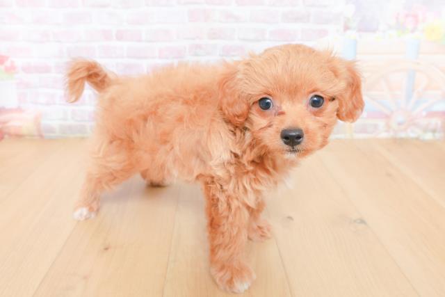 宮城県のハーフ犬・ミックス犬 (Coo&RIKU仙台太白店/2026年1月30日生まれ/男の子/クリーム)の子犬の3枚目の画像