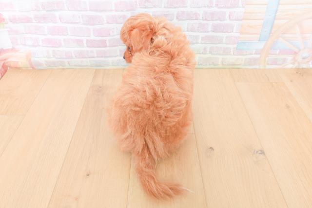 宮城県のハーフ犬・ミックス犬 (Coo&RIKU仙台太白店/2026年1月30日生まれ/男の子/クリーム)の子犬の4枚目の画像