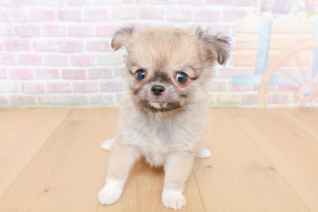 チワワ(ロングコート)