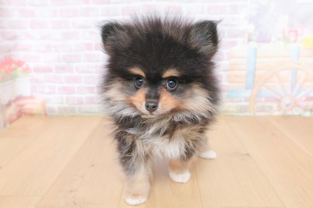 宮城県のポメラニアン (Coo&RIKU仙台太白店/2026年1月30日生まれ/男の子/ブラックタンホワイト)の子犬の1枚目の画像