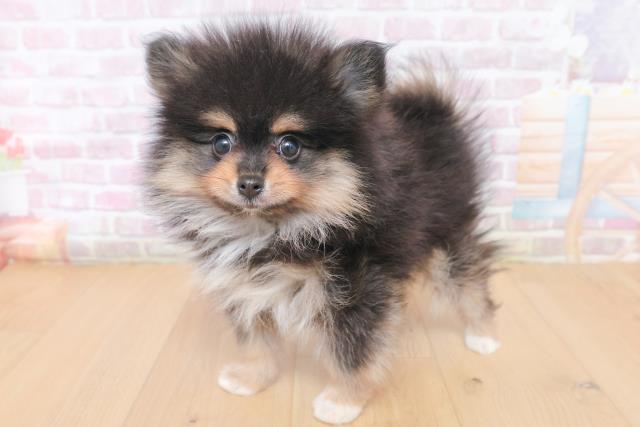 宮城県のポメラニアン (Coo&RIKU仙台太白店/2026年1月30日生まれ/男の子/ブラックタンホワイト)の子犬の2枚目の画像