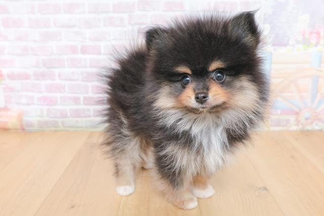宮城県のポメラニアン (Coo&RIKU仙台太白店/2026年1月30日生まれ/男の子/ブラックタンホワイト)の子犬の3枚目の画像