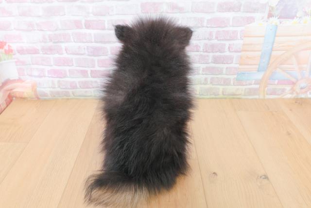 宮城県のポメラニアン (Coo&RIKU仙台太白店/2026年1月30日生まれ/男の子/ブラックタンホワイト)の子犬の4枚目の画像