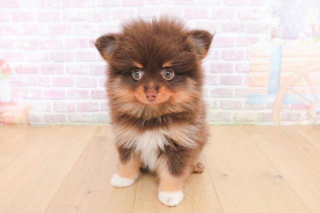 岩手県のポメラニアン (Coo&RIKU岩手盛岡店/2026年1月30日生まれ/女の子/チョコレートタンホワイト)の子犬の1枚目の画像