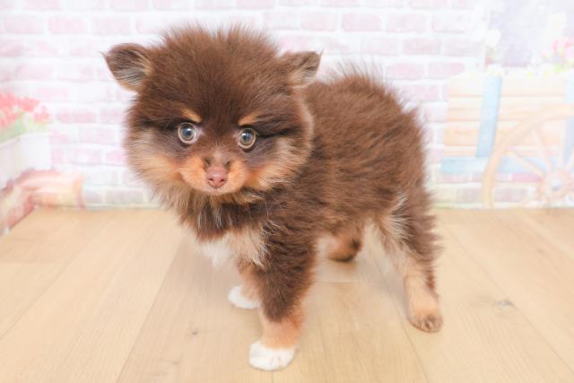 岩手県のポメラニアン (Coo&RIKU岩手盛岡店/2026年1月30日生まれ/女の子/チョコレートタンホワイト)の子犬の2枚目の画像