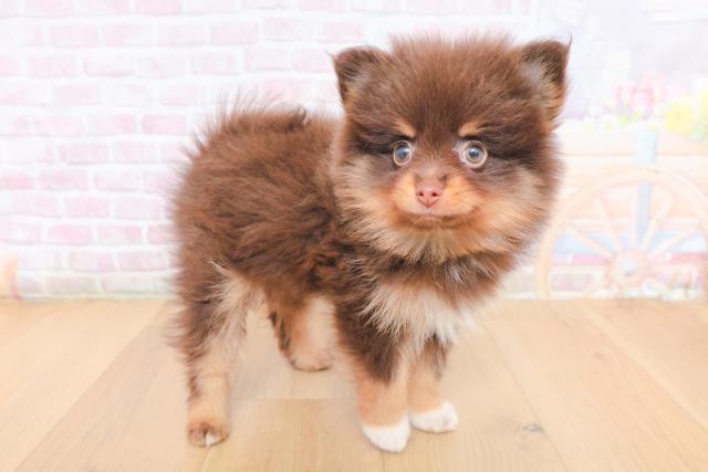 岩手県のポメラニアン (Coo&RIKU岩手盛岡店/2026年1月30日生まれ/女の子/チョコレートタンホワイト)の子犬の3枚目の画像