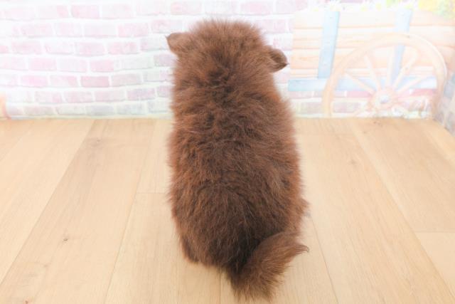 岩手県のポメラニアン (Coo&RIKU岩手盛岡店/2026年1月30日生まれ/女の子/チョコレートタンホワイト)の子犬の4枚目の画像