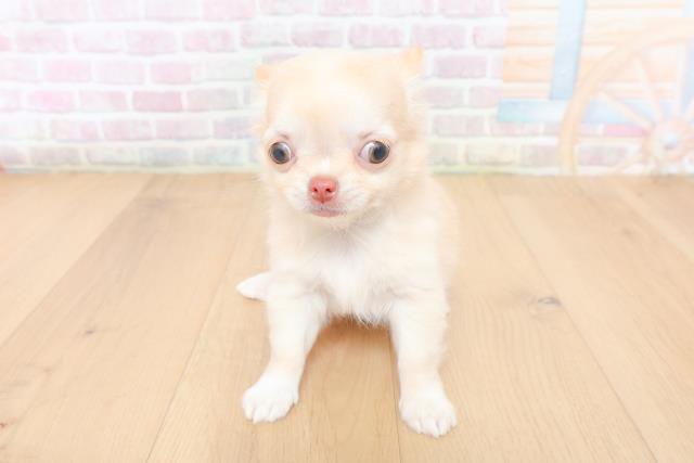 チワワ(ロングコート)