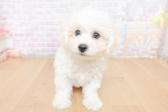 岩手県のビションフリーゼ (Coo&RIKU一関店/2026年1月31日生まれ/男の子/ホワイト)の子犬の1枚目の画像