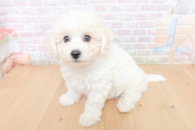 岩手県のビションフリーゼ (Coo&RIKU一関店/2026年1月31日生まれ/男の子/ホワイト)の子犬の2枚目の画像