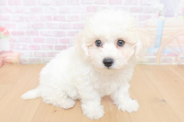 岩手県のビションフリーゼ (Coo&RIKU一関店/2026年1月31日生まれ/男の子/ホワイト)の子犬の3枚目の画像