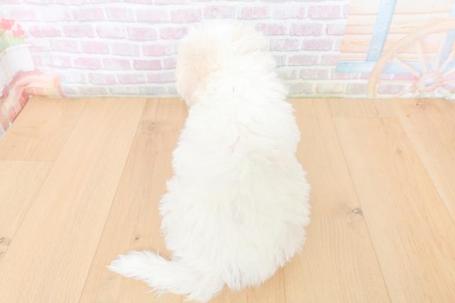 岩手県のビションフリーゼ (Coo&RIKU一関店/2026年1月31日生まれ/男の子/ホワイト)の子犬の4枚目の画像