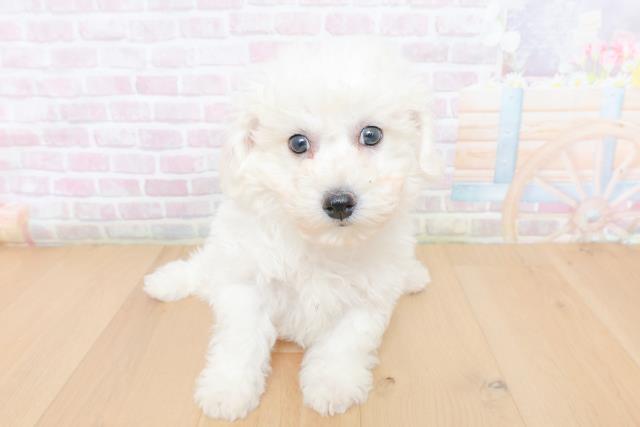 栃木県のビションフリーゼ (Coo&RIKU宇都宮店/2026年1月31日生まれ/男の子/ホワイト)の子犬