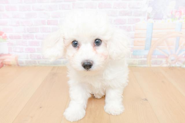 新潟県のビションフリーゼ (Coo&RIKU長岡店/2026年1月31日生まれ/男の子/ホワイト)の子犬の1枚目の画像