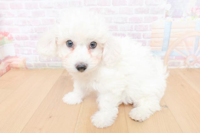 新潟県のビションフリーゼ (Coo&RIKU長岡店/2026年1月31日生まれ/男の子/ホワイト)の子犬の2枚目の画像