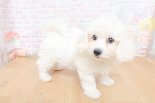 新潟県のビションフリーゼ (Coo&RIKU長岡店/2026年1月31日生まれ/男の子/ホワイト)の子犬の3枚目の画像