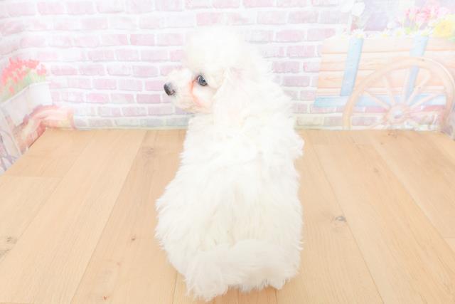 新潟県のビションフリーゼ (Coo&RIKU長岡店/2026年1月31日生まれ/男の子/ホワイト)の子犬の4枚目の画像