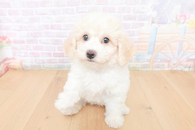 ビション・フリーゼ