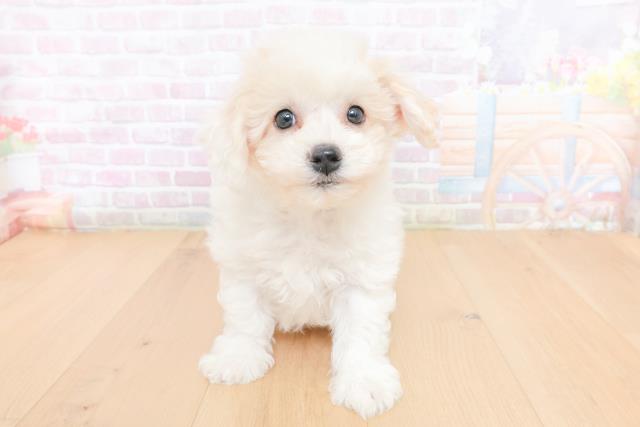 埼玉県のビションフリーゼ (Coo&RIKU岩槻店/2026年1月31日生まれ/男の子/ホワイト)の子犬の1枚目の画像