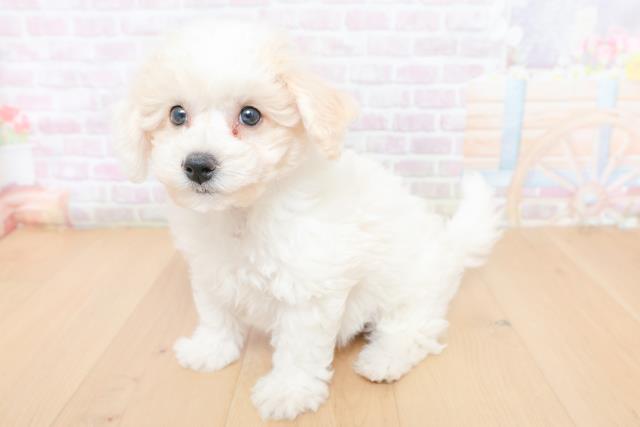 埼玉県のビションフリーゼ (Coo&RIKU岩槻店/2026年1月31日生まれ/男の子/ホワイト)の子犬の2枚目の画像