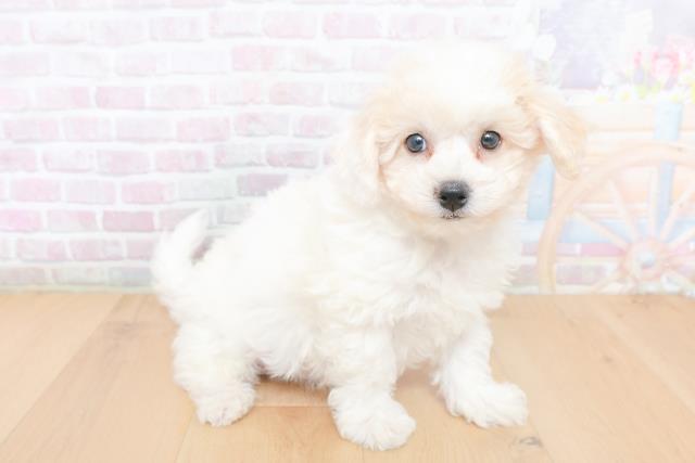 埼玉県のビションフリーゼ (Coo&RIKU岩槻店/2026年1月31日生まれ/男の子/ホワイト)の子犬の3枚目の画像