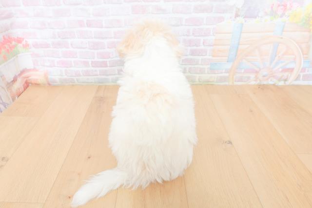 埼玉県のビションフリーゼ (Coo&RIKU岩槻店/2026年1月31日生まれ/男の子/ホワイト)の子犬の4枚目の画像