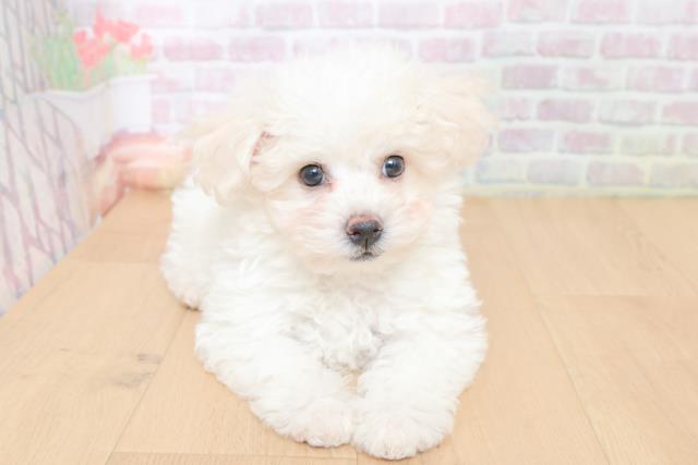 埼玉県のビションフリーゼ (Coo&RIKU草加バイパス店/2026年1月31日生まれ/女の子/ホワイト)の子犬の1枚目の画像