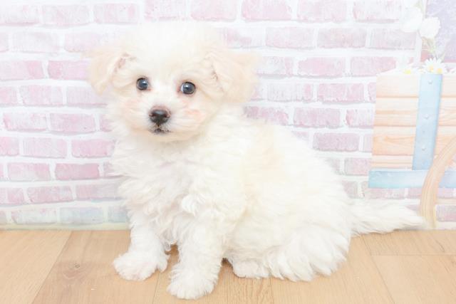 埼玉県のビションフリーゼ (Coo&RIKU草加バイパス店/2026年1月31日生まれ/女の子/ホワイト)の子犬の2枚目の画像