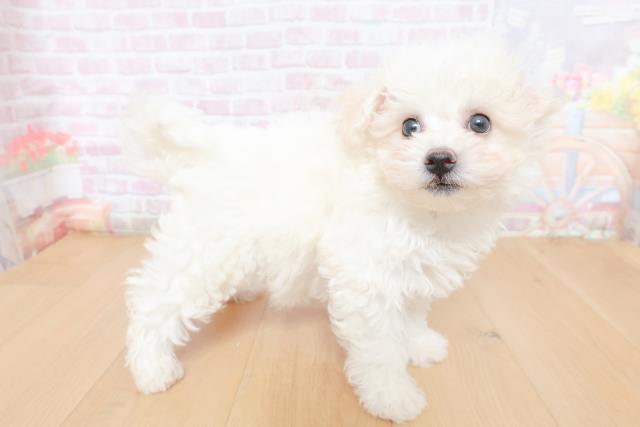 埼玉県のビションフリーゼ (Coo&RIKU草加バイパス店/2026年1月31日生まれ/女の子/ホワイト)の子犬の3枚目の画像