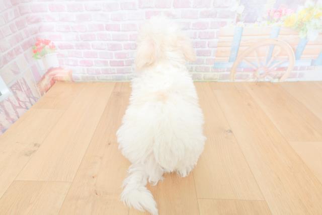 埼玉県のビションフリーゼ (Coo&RIKU草加バイパス店/2026年1月31日生まれ/女の子/ホワイト)の子犬の4枚目の画像