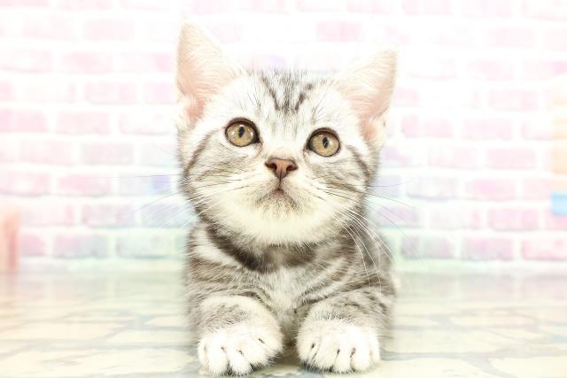 青森県のアメリカンショートヘアー (Coo&RIKU青森店/2026年1月23日生まれ/女の子/シルバークラシックタビー)の子猫の1枚目の画像