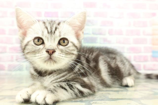 青森県のアメリカンショートヘアー (Coo&RIKU青森店/2026年1月23日生まれ/女の子/シルバークラシックタビー)の子猫の2枚目の画像